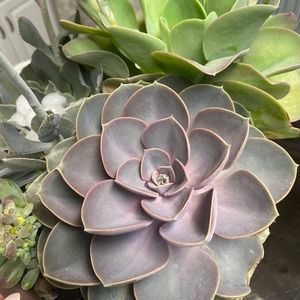 Meet your Posher, Storyhome